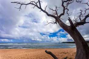 A beach with tree-0688.jpg